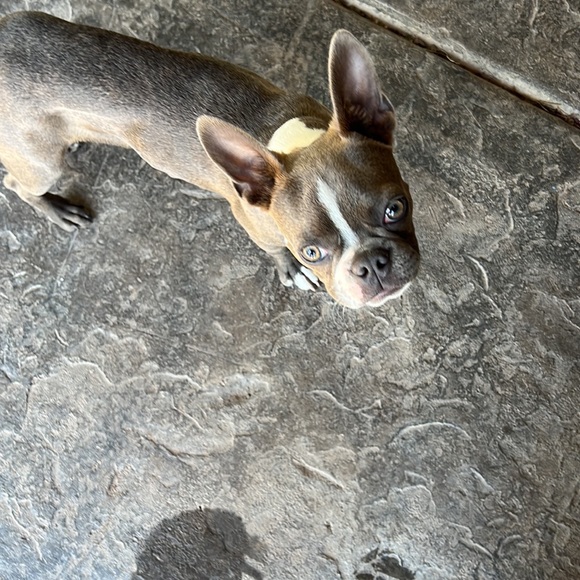 Meet your Posher, Piper - Picture 2 of 2